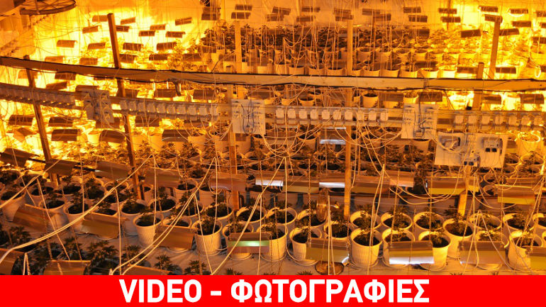 Ναύπλιο: Απίστευτος αριθμός δενδρυλλίων κάνναβης μέσα σε κατάστημα